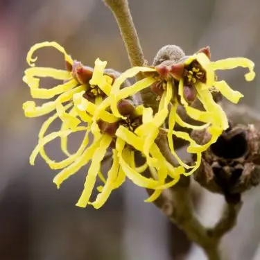Prydbuske, der blomstrer om vinteren